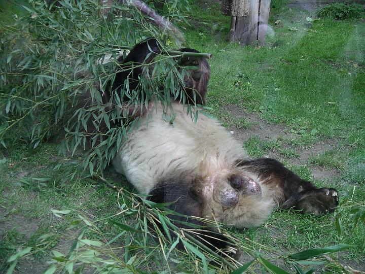 Berlijn 2009 ZOO152.jpg